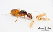 Camponotus fedtschenkoi 
