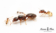 Pheidole 