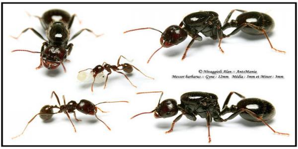 buy sell nests ants fomikarium[z4;0;1;0;4;1;2;310;12;0;2;2;1;y]