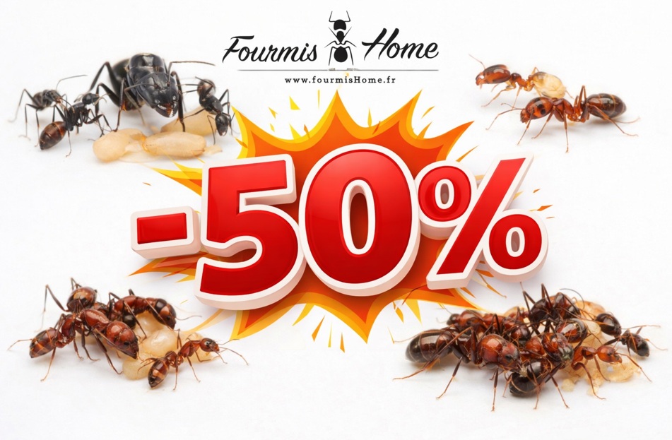 Fourmis pas cher