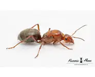 Myrmecocystus mimicus