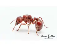 Pogonomyrmex barbatus