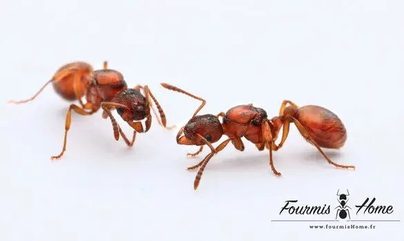 Myrmica rubra