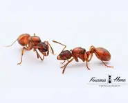 Myrmica rubra
