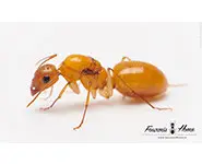 Camponotus turkestanus