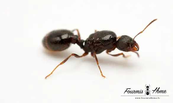 Tetramorium caespitum