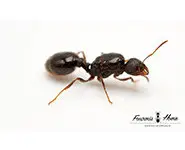 Tetramorium caespitum