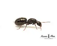 Camponotus piceus