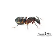 Camponotus barbaricus