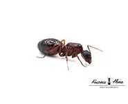 Camponotus sylvaticus
