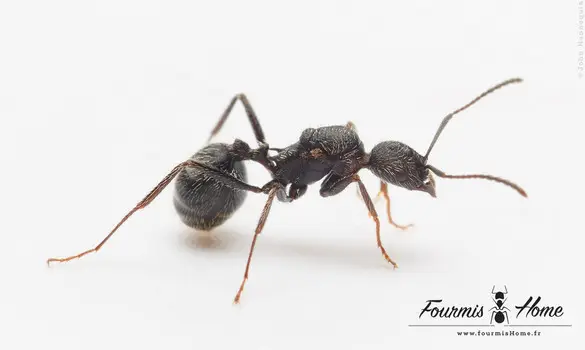 Aphaenogaster senilis 