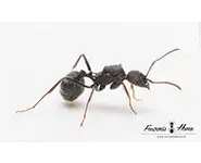 Aphaenogaster senilis 