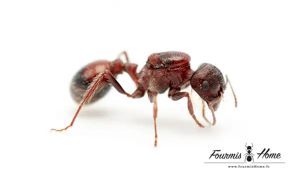 Pogonomyrmex rugosus