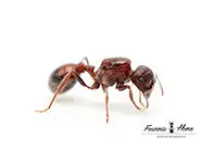 Pogonomyrmex rugosus
