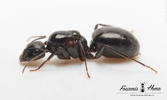 Camponotus aethiops