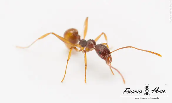 Aphaenogaster polyodonta