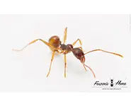 Aphaenogaster polyodonta