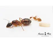 Camponotus pseudoirritans