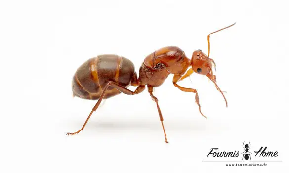 Myrmecocystus depilis