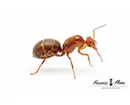 Myrmecocystus depilis