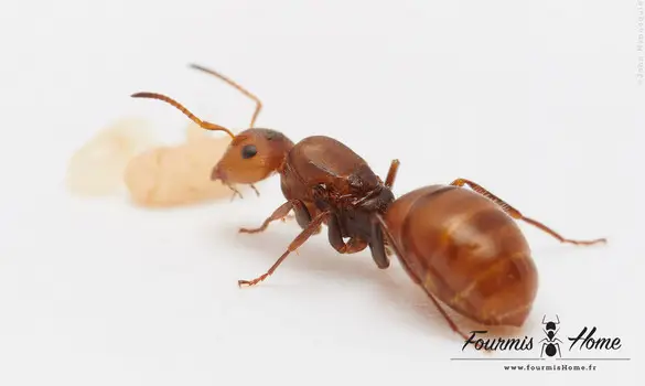 Camponotus pittieri