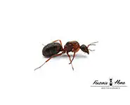 Formica rufibarbis