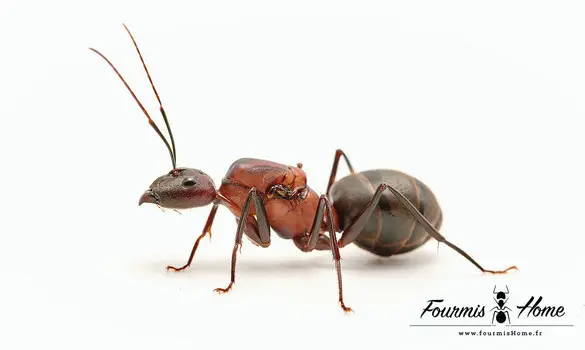 Camponotus angusticollis