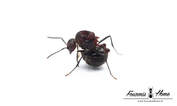 Myrmicaria natalensis