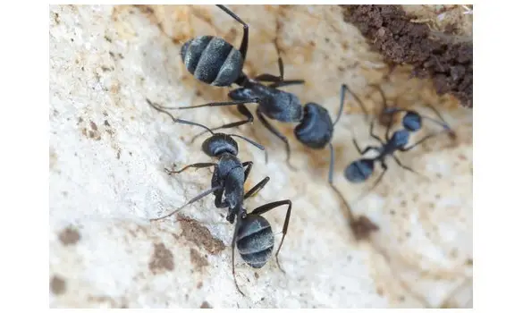 Camponotus micans