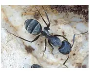 Camponotus micans