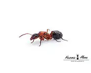 Formica sanguinea
