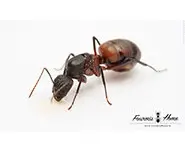Camponotus cruentatus