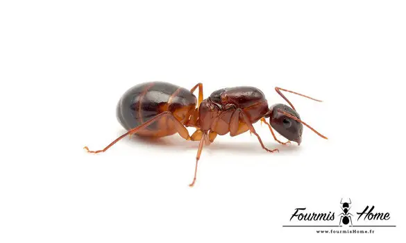 Camponotus pilicornis