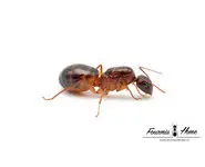 Camponotus pilicornis