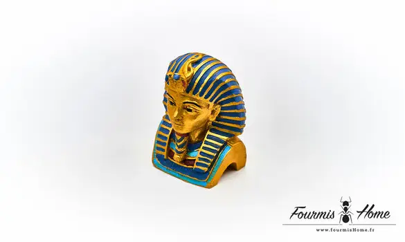 Pharaon bleu