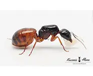 Camponotus sansabeanus