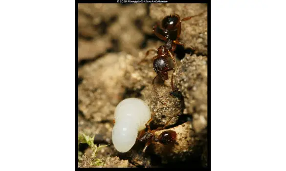 Aphaenogaster subterranea