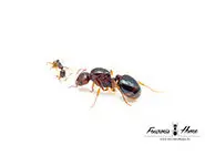 Aphaenogaster subterranea