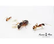 Camponotus variegatus