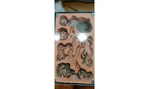 Camponotus thoracicus