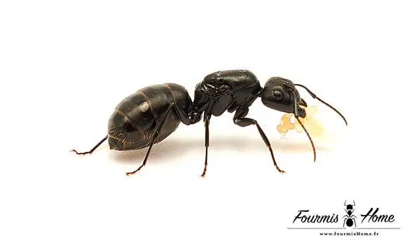 Camponotus vagus