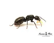 Camponotus vagus