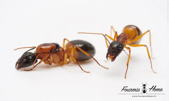 Camponotus consobrinus