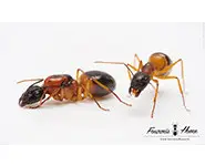 Camponotus consobrinus