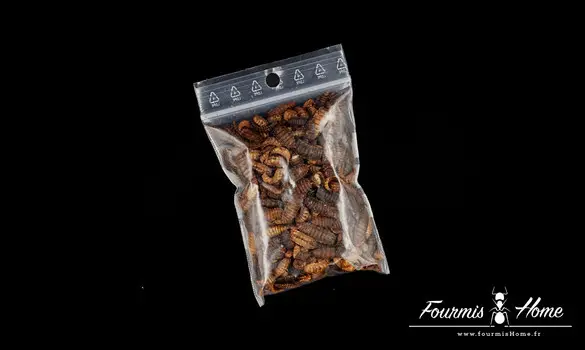 Mouches lyophilisées