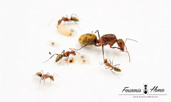 Camponotus rosariensis