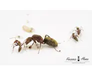 Camponotus rosariensis