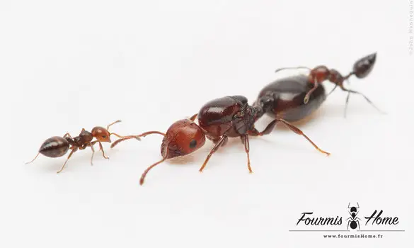 Crematogaster scutellaris