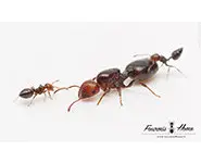 Crematogaster scutellaris