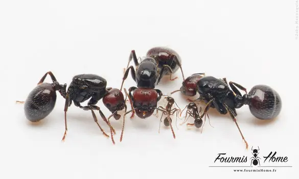 Messor barbarus polygyne